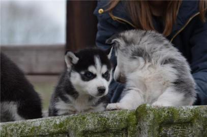 Siberian Husky Welpen in wei� und schwar
