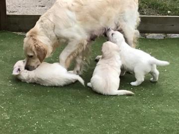 Wundersch?nes Labrador Retriever Welpen