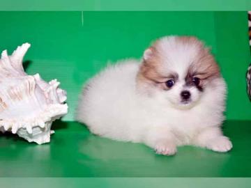 Knuddlige Zwerg spitz/ Pomeranian Welpen