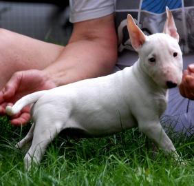 Miniatur Bullterrier R�den / H�ndinnen