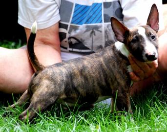 Miniatur Bullterrier R�den / H�ndinnen