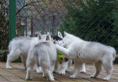 Wundersch�ner  Siberian Husky Welpen !!