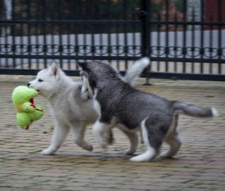 Wundersch�ner  Siberian Husky Welpen !!