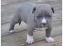 PitBull Welpen Blue-Line Terrier