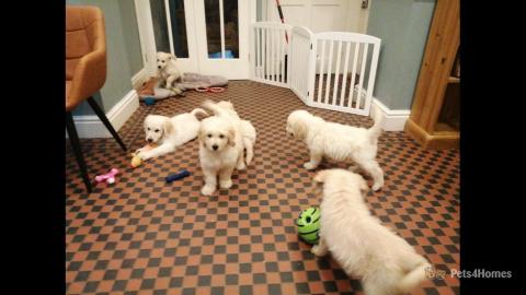 GOLDENDOODLE WELPEN