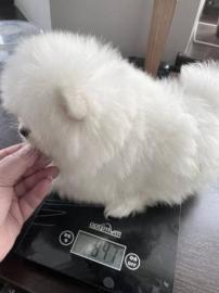 MINI Pomeranian Spitzwelpe