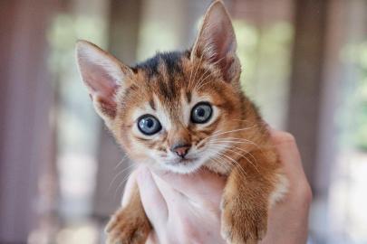 Reinrassige Abessinier Kitten