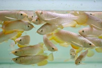 Hochwertigen Arowana Fische. 