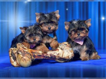 Yorkshire-Terrier Welpen aus bester