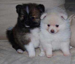 Reinrassige Pomeranian Zwergspitz Welpe