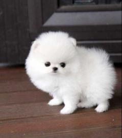 Superkleine Erh?ltlich Pomeranian Zwergs
