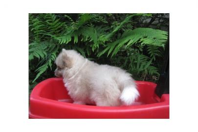 Sch�ne reinrassige Pomeranian Welpen mit