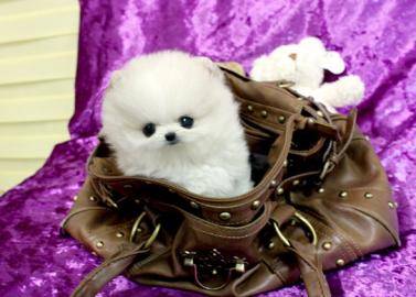 Zwergspitz/Pomeranian zu verkaufen