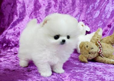 Zwergspitz/Pomeranian zu verkaufen