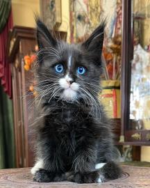 Reinrassige Maine-Coon-K�tzchen