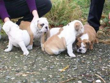 Perfekt Englische Bulldogge Welpen mit p