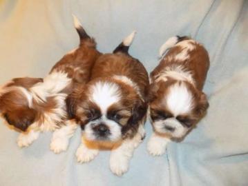 Sch�ne Shih Tzu Welpen