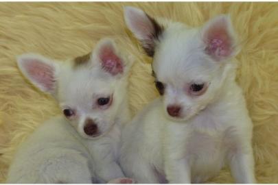 Mini X-mas Chihuahuawelpen 150 EUR