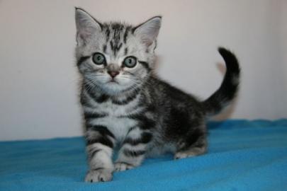 Wundersch�ne BKH Babys mit Stammbaum suc