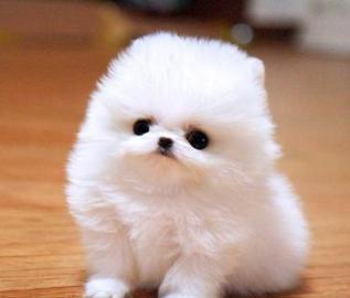 s��e Pomeranian - Zwergspitz