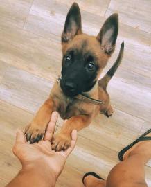 Seltener Belgischer Sch?ferhund Malinois
