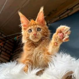 Maine-Coon-K�tzchen mit Papieren