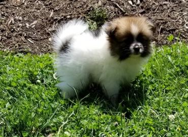 Beautiful Pomeranian puppies