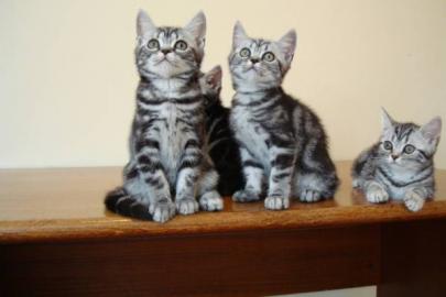 BKH Tabby Whiskas K�tzchen mit Papiere