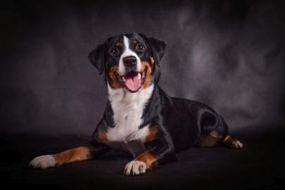 Appenzeller Sennenhund