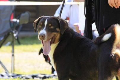 Appenzeller Sennenhund