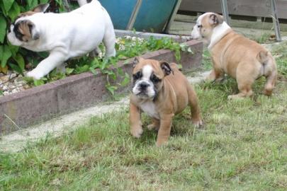Englische Bulldoggen Welpen