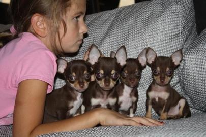 MINI MINI Chihuahua Preis: 200