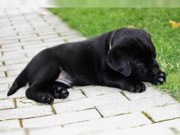 Labradorwelpen - Traumhafte Labradorbaby