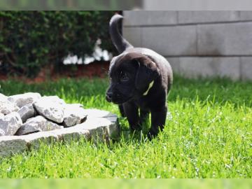 Labradorwelpen - Traumhafte Labradorbaby