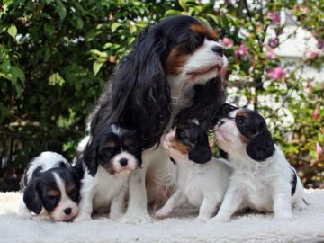 Welpen Cavalier King Charles Spaniel