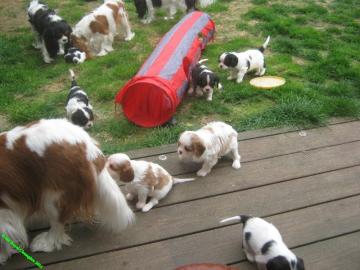 Welpen Cavalier King Charles Spaniel