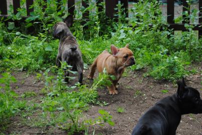 Franz�sische Bulldogge - welpen