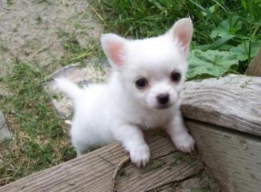 Chihuahua Welpen kostenlos