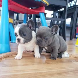 Super Perfekt Franz?sische Bulldoggen We