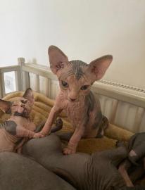 Erstaunliche Sphynx-K?tzchen