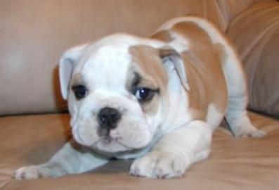 Englisch Bulldogge Welpen