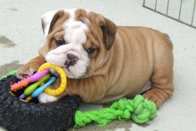 Reinrassige Englische Bulldogge Welpen m