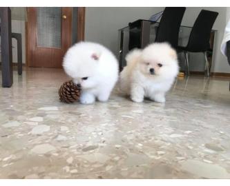 Reinrassige Pomeranian Zwergspitz