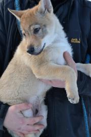 Tschechoslowakischer Wolfshund Welpen