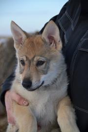 Tschechoslowakischer Wolfshund Welpen