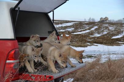 Tschechoslowakischer Wolfshund Welpen