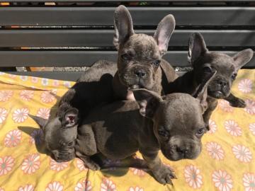 Franz�sische bulldogge Welpen blue