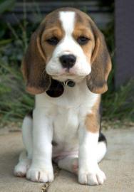 Charmant Beagle-Welpen