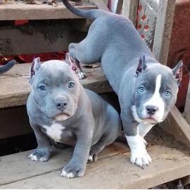 PITBULL WELPEN F?R 285?