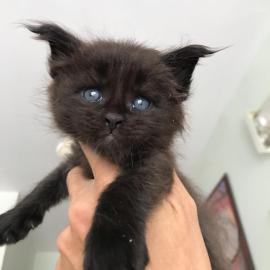 Wundersch�ne Maine-Coon-Katzen abzugeben